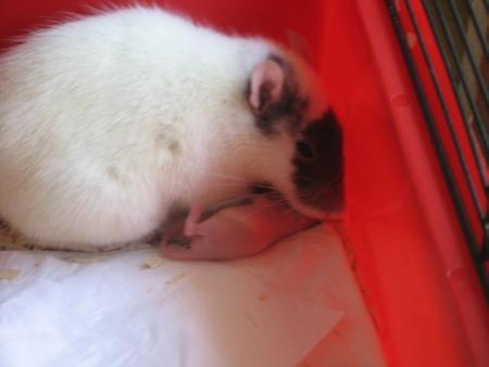 ET SA CONTINUE UNE TUMEUR POUR CARA  .