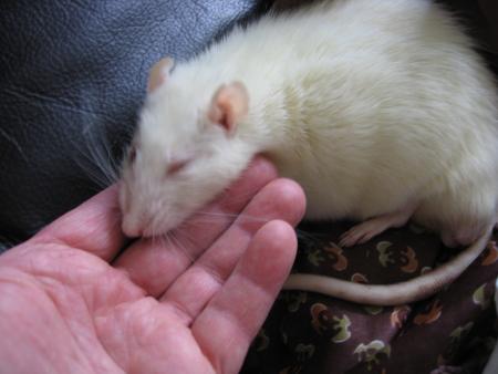 NOTRE CHOUCHOU MILOU EST UN BATTANT .