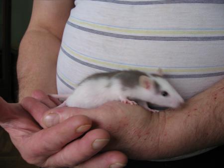 LES NOUVEAUX VENUS   6  )     RAFA .