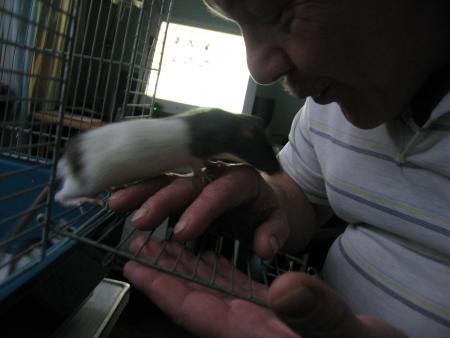 L' APPRIVOISEMENT A COMMENCER  .