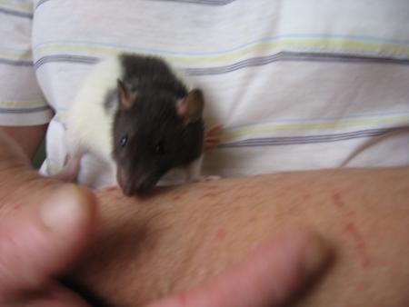 LES NOUVEAU VENUS .       3  )     JASON .