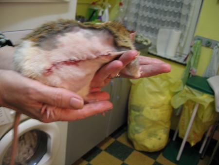 2 �me PHOTO DE L 'OPERATION DE BEBE .