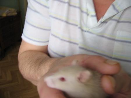 LES  NOUVEAUX VENUS .    8 )  PINCKY  .