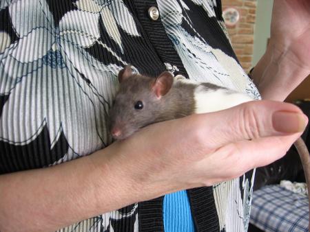 LES NOUVEAUX VENUS   .        1 )   RICKY