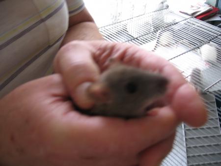 LES NOUVEAUX VENUS      7 )    SULTAN .