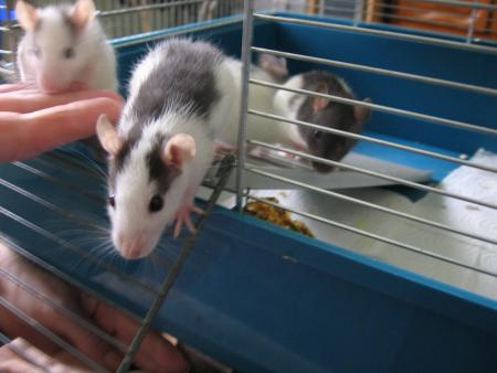 LA PREMIERE SORTIE DES BEBES .