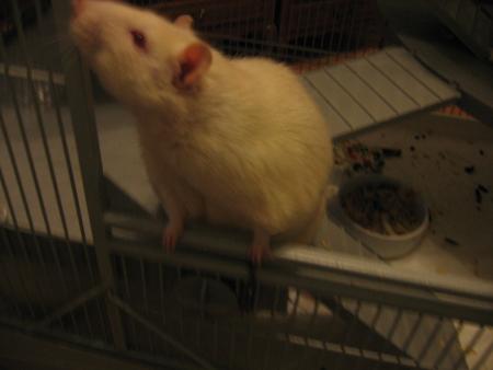 FIFI  EST  REVENU   LUNDI  SOIR  .