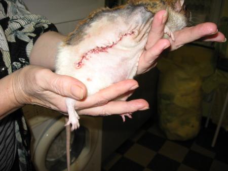 BEBE OPERE CET APRES - MIDI    .