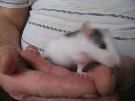 LES NOUVEAUX VENUS    5 )      FILOU .