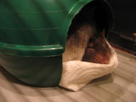 MIKE DANS LES BRAS DE MORPHEE .