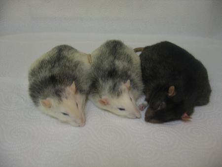 TIC-TAC R.  ,  TIC-TAC P.  ,  MIKE 3 ANGES NOUS ONT QUITTES CE SOIR