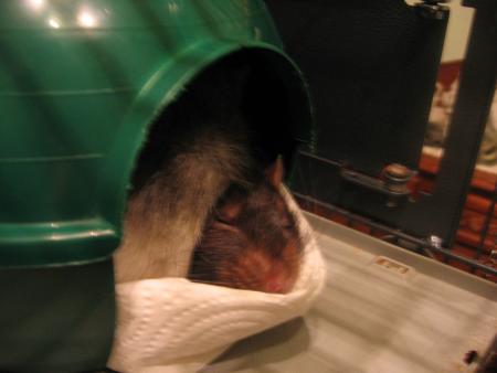 MIKE DANS SES REVES .