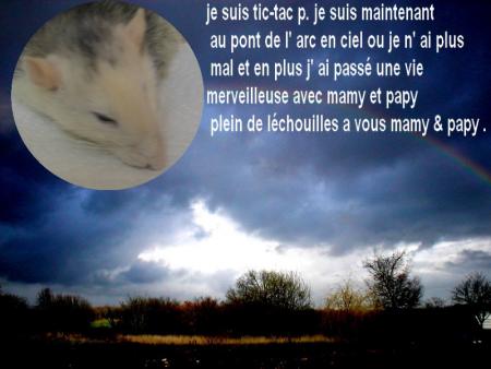 TIC-TAC P. AU PARADIS .