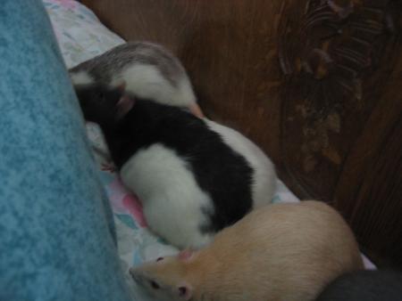 WOODY    PINKY     JASON    &    FILOU      .