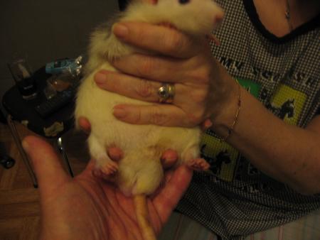 LES VETERANTS TIC-TAC R.