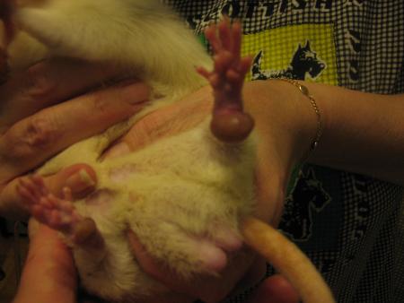  LES VETERANTS  TIC-TAC P.