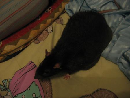 LES VETERANTS   MIKE  .