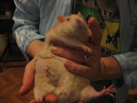 CANELLE ET SON OPERATION .