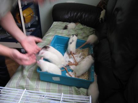 ON RENTRE DANS LA MAISON BIEN PROPRE  .