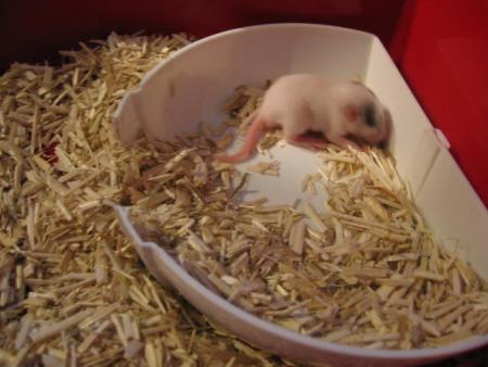   JUNIOR PETIT BEBE  .