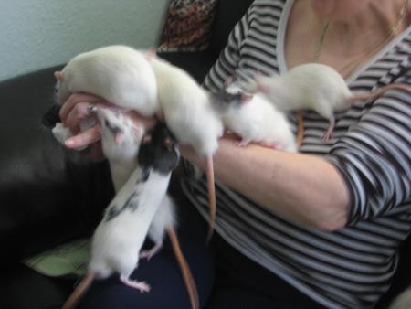 LES MALES JOUENT AVEC MAMY  .