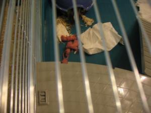  LES  8 BEBES DE CINDY  .