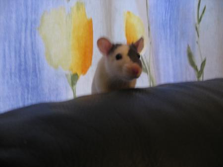 ELLES S ' AMUSENT  BEAUCOUP  .