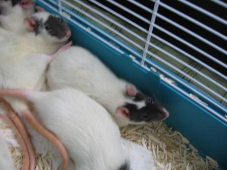 NETTOYAGE TERMINE  .