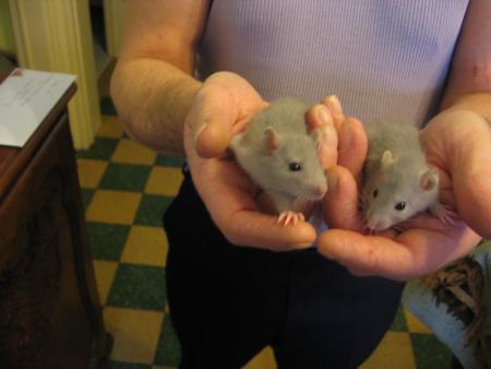 DEUX NOUVEAUX  SAPHIR ET RUBY ARRIVES CE  29/12/2005  .