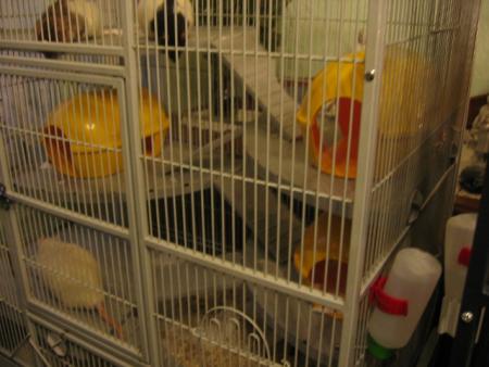 LE DESORDRE MATINAL .