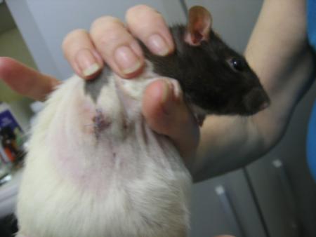 OPERATION  C�TER  DROIT  DE  NINA .