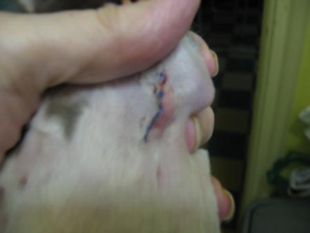 OPERATION DE NINA C�TE GAUCHE