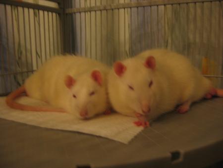 LES FR�RES  BLANC  .