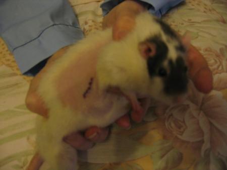 L'  OPERATION DE ROSA  .