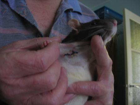 UNE OPERATION POUR  SOFIA .