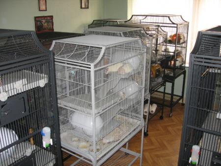 CONCENTRATION DES VOLIERES DANS LE SALON   .