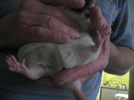 ENCORE UNE OPERATION POUR SHIKA  .