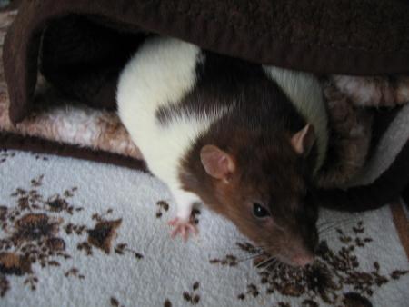 ZINA   EST TOUT SIMPLEMENT ADORABLE .