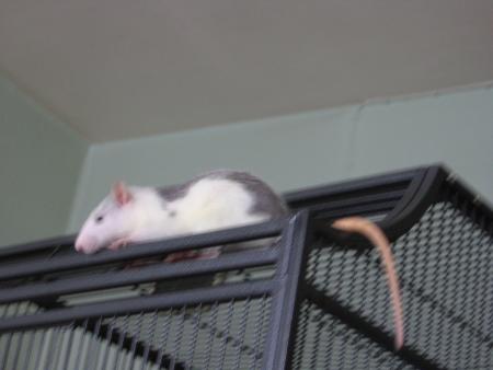 FILOU ENCORE PLUS HAUT .