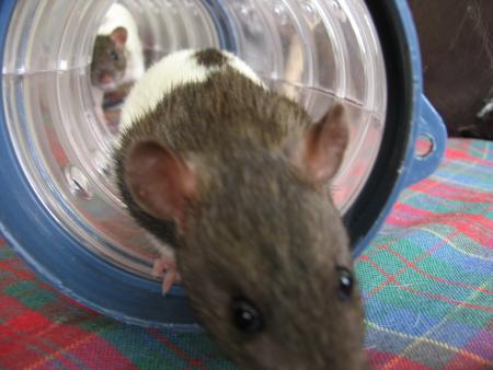 les tuyauts encombr�s .