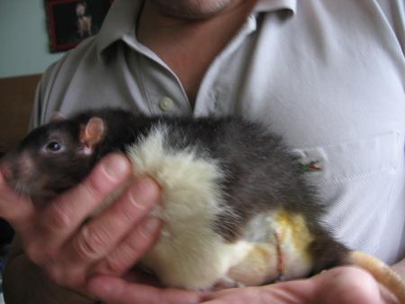 L 'OPERATION DE JUMPY .