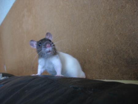 SHIKO  ET  BIEN   QUOI ????