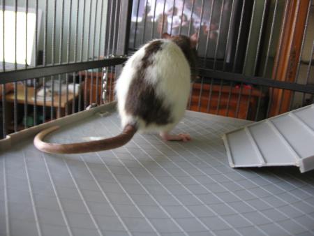 RICKY ET LA TELEVISION .