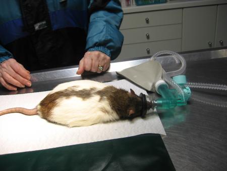 RICKY DORT COMME UNE BIEN HEUREUSE .