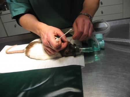 SOINS DES OREILLES DE RICKY .