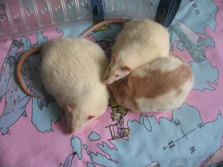 TUBIZE N AIME PAS LES PHOTOS LOLLL   .