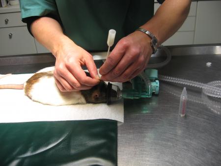 LE NETTOYAGE DES OREILLES DE RICKY .