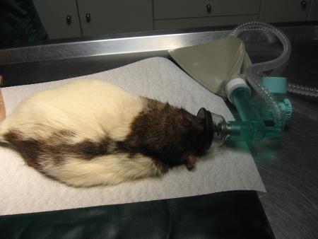 RICKY SUR LA TABLE  D' OPERATION  .