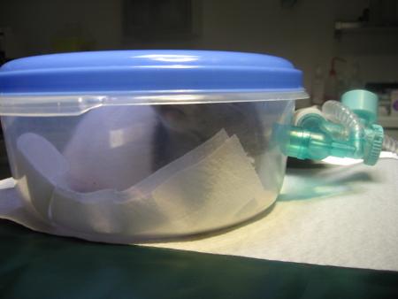 DES SOINS POUR RICKY INFECTION DE L OREILLE  .