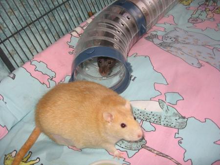 CANELLE  &  CHOCO   .